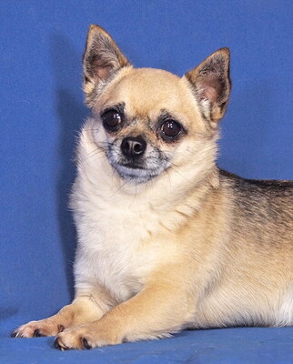 GERRY - sehr lieb, anhänglich, verschmust, intelligent, lebhaft, katzenverträglich, zunächst ängstlich, Chihuahua - Rüde