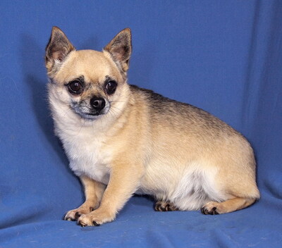 GERRY - sehr lieb, anhänglich, verschmust, intelligent, lebhaft, katzenverträglich, zunächst ängstlich, Chihuahua - Rüde