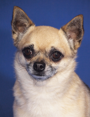 GERRY - sehr lieb, anhänglich, verschmust, intelligent, lebhaft, katzenverträglich, zunächst ängstlich, Chihuahua - Rüde