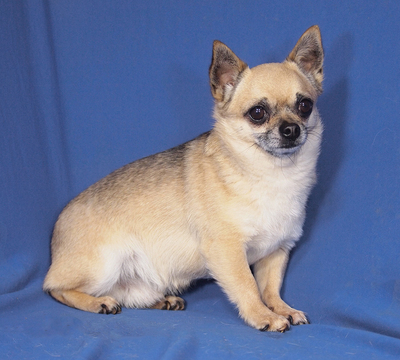 GERRY - sehr lieb, anhänglich, verschmust, intelligent, lebhaft, katzenverträglich, zunächst ängstlich, Chihuahua - Rüde