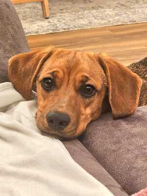 GERTI, Mischling - Hündin