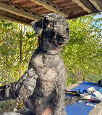 GHANDI - zunächst sehr ängstlich; freundlich, bewegungsfreudig, klug, katzenverträglich