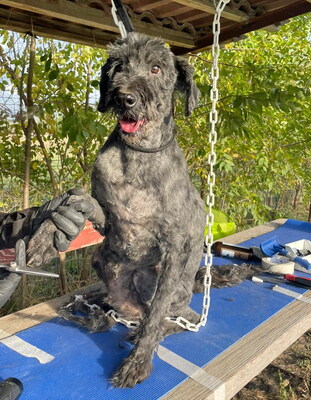 GHANDI - zunächst sehr ängstlich; freundlich, bewegungsfreudig, klug, katzenverträglich, Puli Mischling (Video auf HP) - Rüde