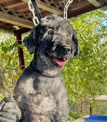 GHANDI - zunächst sehr ängstlich; freundlich, bewegungsfreudig, klug, katzenverträglich, Puli Mischling (Video auf HP) - Rüde