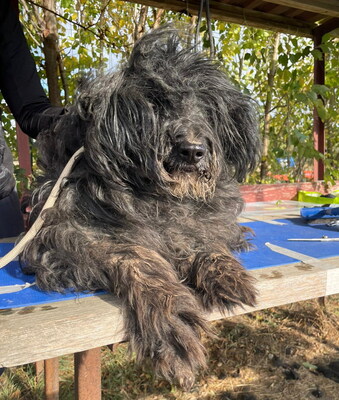 GHANDI - zunächst sehr ängstlich; freundlich, bewegungsfreudig, klug, katzenverträglich, Puli Mischling (Video auf HP) - Rüde