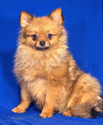 GIANNI - sehr lieb, verschmust, lebhaft, klug, fröhlich