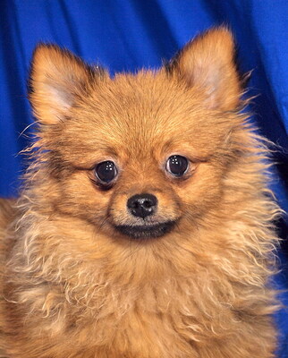 GIANNI - sehr lieb, verschmust, lebhaft, klug, fröhlich, Spitz - Rüde