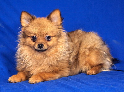 GIANNI - sehr lieb, verschmust, lebhaft, klug, fröhlich, Spitz - Rüde