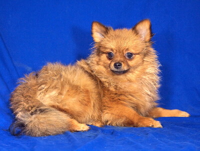 GIANNI - sehr lieb, verschmust, lebhaft, klug, fröhlich, Spitz - Rüde