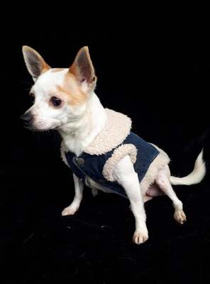 GINA, Chihuahuamix - Hündin