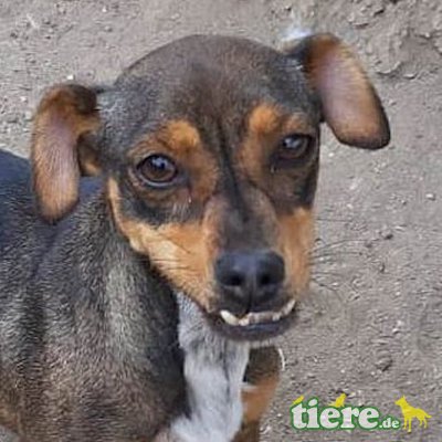 GINA - Linares, Dackelmischling - kastriert - Hündin