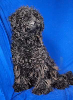 GINA (einäugig) - NOTFALL!!! SPENDENAUFRUF!!! menschenorientiert und sehr freundlich, fröhlich, lebhaft, intelligent