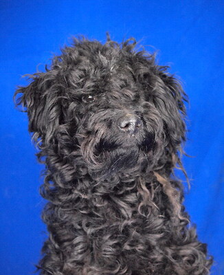 GINA (einäugig) - NOTFALL!!! SPENDENAUFRUF!!! menschenorientiert und sehr freundlich, fröhlich, lebhaft, intelligent, Puli - Hündin