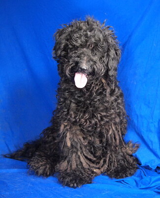 GINA (einäugig) - menschenorientiert und sehr freundlich, fröhlich, lebhaft, intelligent, Puli - Hündin