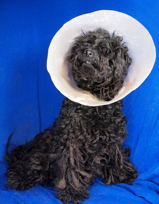 GINA (einäugig) - menschenorientiert und sehr freundlich, fröhlich, lebhaft, intelligent, Puli - Hündin