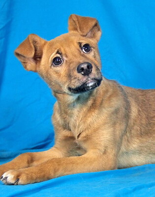 GINGER - sehr lieb und fröhlich, verschmust, lebhaft, neugierig, gelehrig