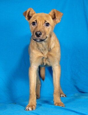 GINGER - sehr lieb und fröhlich, verschmust, lebhaft, neugierig, gelehrig, Mischling Welpen - Hündin