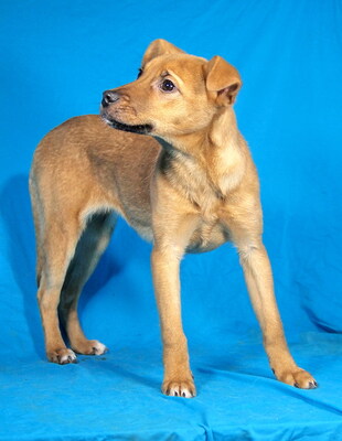 GINGER - sehr lieb und fröhlich, verschmust, lebhaft, neugierig, gelehrig, Mischling Welpen - Hündin