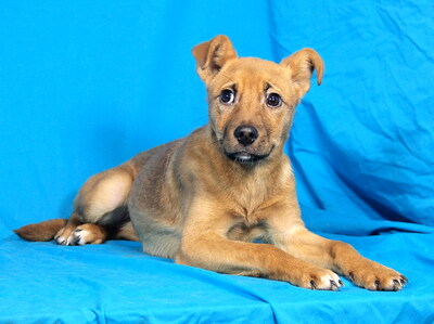 GINGER - sehr lieb und fröhlich, verschmust, lebhaft, neugierig, gelehrig, Mischling Welpen - Hündin