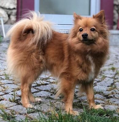 GINNY, Spitzmix - Hündin