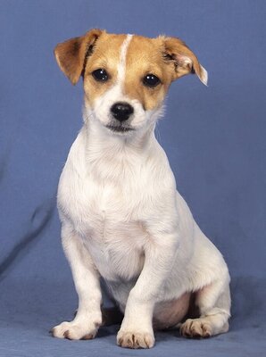 GINO - R E S E R V I E R T !!!!! sehr lieb, anhänglich, verspielt, lebhaft, fröhlich, gelehrig, katzenverträglich, Mischling Welpen - Rüde