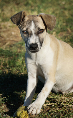 GIOVANNI - R E S E R V I E R T !!!!! sehr verspielt, bewegungsfreudig, neugierig, lernwillig, lebenslustig, aktiv, kontaktfreudig, freundlich, Mischling (Video auf HP) - Rüde