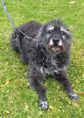 GISMO, Mischling - Rüde