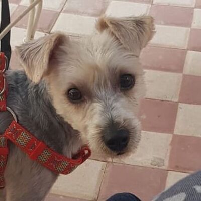 GIULIO - Linares, Yorkshire-Terrier - kastriert - Rüde