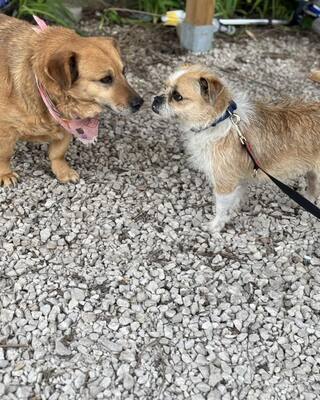 GIZIKE sucht ihre Menschen😍😍😍, Mischling - Hündin