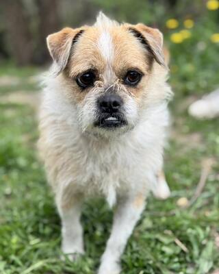 GIZIKE sucht ihre Menschen😍😍😍, Mops-Pekinese-Mischling - Hündin