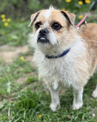 GIZIKE sucht ihre Menschen😍😍😍, Mops-Pekinese-Mischling - Hündin