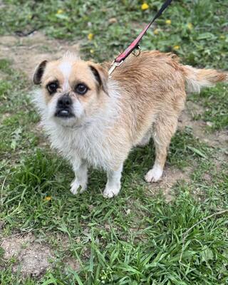 GIZIKE sucht ihre Menschen😍😍😍, Mops-Pekinese-Mischling - Hündin