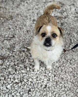 GIZIKE sucht ihre Menschen😍😍😍, Mops-Pekinese-Mischling - Hündin