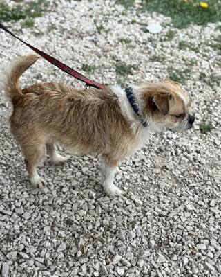GIZIKE sucht ihre Menschen😍😍😍, Mops-Pekinese-Mischling - Hündin