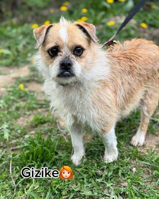 GIZIKE sucht ihre Menschen😍😍😍, Mops-Pekinesen-Mischling - Hündin