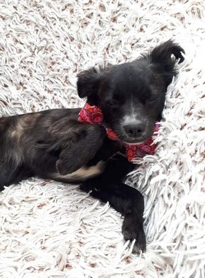 GLORIA Niederösterreich, Mischling - Hündin