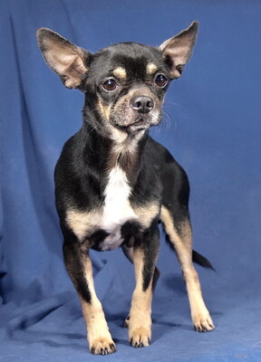 GOOFY - R E S E R V I E R T !!!!! sehr freundlich, fröhlich, verschmust, anhänglich, gelehrig, Chihuahua Mischling - Rüde