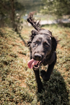 GRACE - verschmust, anhänglich, menschenbezogen, liebenswürdig, Mischling (Video auf HP) - Hündin