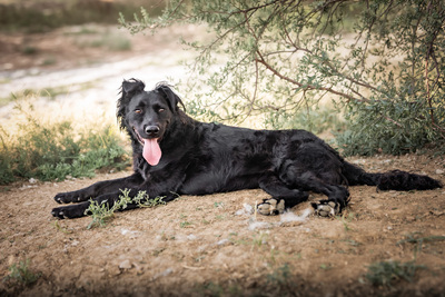 GRACE - verschmust, anhänglich, menschenbezogen, liebenswürdig, Mischling (Video auf HP) - Hündin