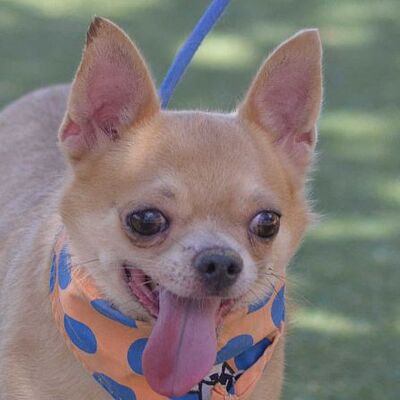 GRECIA - Linares, Chihuahua - kastriert - Hündin