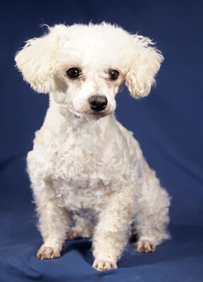 GRETI - R E S E R V I E R T !!!!! freundlich und liebenswert, fröhlich, sehr anhänglich, gelehrig, anfangs schüchtern, Pudel Mischling - Hündin