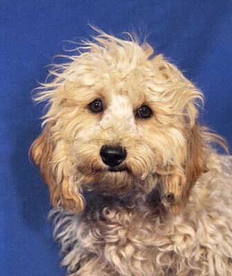 GRIFFIN - sehr lieb und anhänglich, fröhlich, verspielt, lebhaft, gelehrig, katzenverträglich, Maltipoo Welpen - Rüde