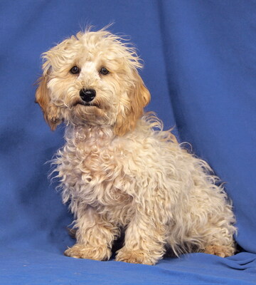 GRIFFIN - sehr lieb und anhänglich, fröhlich, verspielt, lebhaft, gelehrig, katzenverträglich, Maltipoo Welpen - Rüde