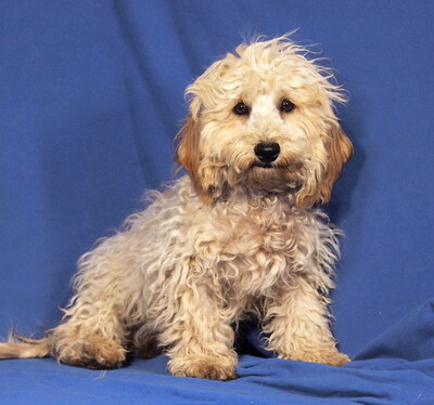 GRIFFIN - sehr lieb und anhänglich, fröhlich, verspielt, lebhaft, gelehrig, katzenverträglich, Maltipoo Welpen - Rüde