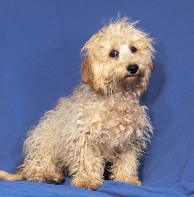 GRIFFIN - sehr lieb und anhänglich, fröhlich, verspielt, lebhaft, gelehrig, katzenverträglich, Maltipoo Welpen - Rüde