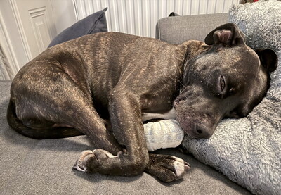 GRISU - R E S E R V I E R T !!!!! sehr lieb und menschenorientiert, temperamentvoll, anhänglich, verspielt, kooperativ, American Staffordshire Terrier (Video auf HP) - Betreuungsplatz Wien - Rüde