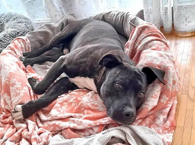 GRISU - R E S E R V I E R T !!!!! sehr lieb und menschenorientiert, temperamentvoll, anhänglich, verspielt, kooperativ, American Staffordshire Terrier (Video auf HP) - Betreuungsplatz Wien - Rüde