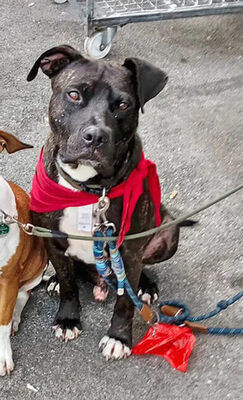 GRISU - SUCHT DRINGEND EIN NEUES ZUHAUSE!!!!! sehr lieb und menschenorientiert, temperamentvoll, anhänglich, verspielt, kooperativ, American Staffordshire Terrier (Video auf HP) - Betreuungsplatz Wien - Rüde