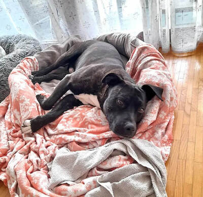GRISU - SUCHT DRINGEND EIN NEUES ZUHAUSE!!!!! sehr lieb und menschenorientiert, temperamentvoll, anhänglich, verspielt, kooperativ, American Staffordshire Terrier (Video auf HP) - Betreuungsplatz Wien - Rüde