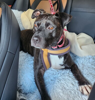 GRISU - SUCHT DRINGEND EIN NEUES ZUHAUSE!!!!! sehr lieb und menschenorientiert, temperamentvoll, anhänglich, verspielt, kooperativ, American Staffordshire Terrier (Video auf HP) - Betreuungsplatz Wien - Rüde